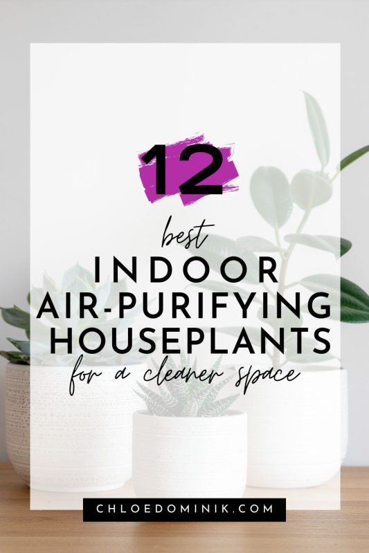 12 Best Indoor Air Purifying Houseplants For A Cleaner & Natural Space