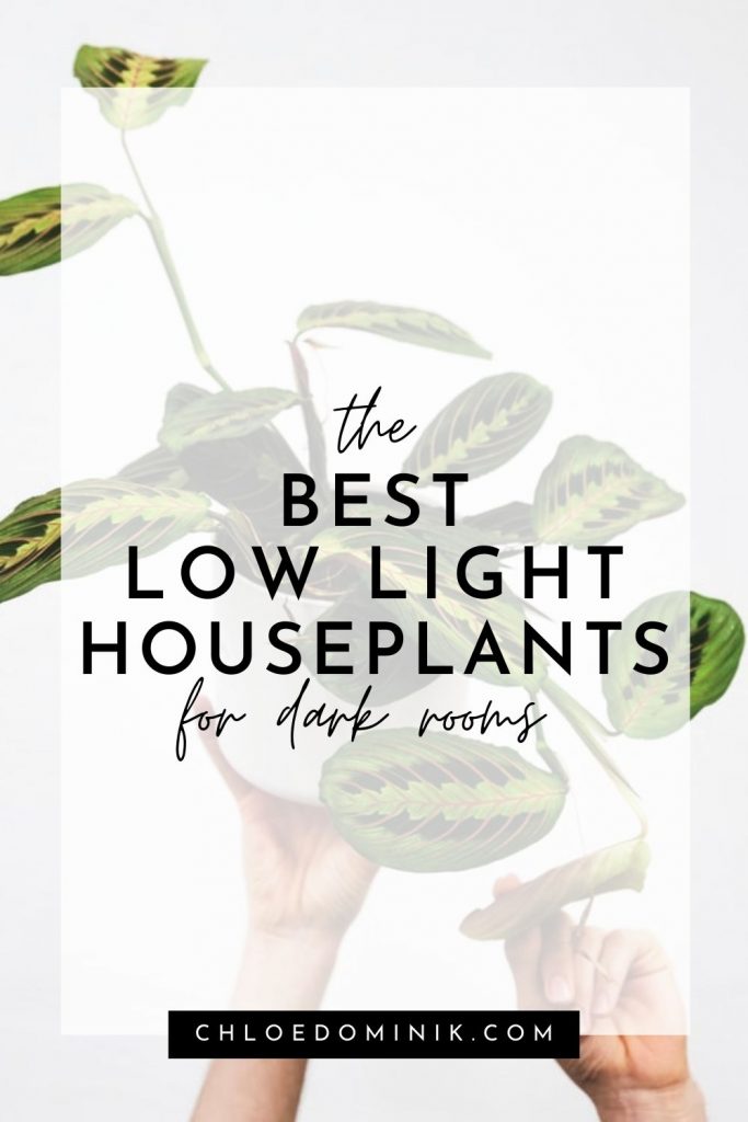 The Best Low Light Houseplants for Dark Rooms - Chloe Dominik