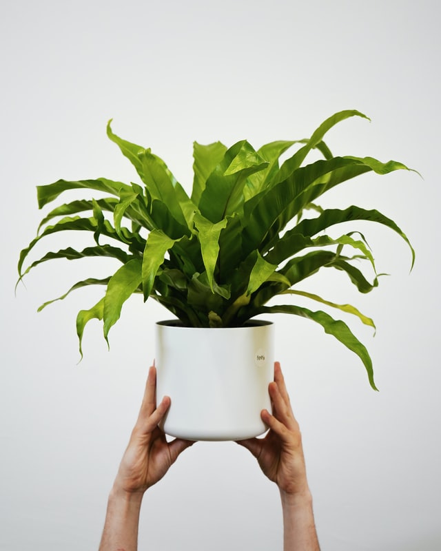 Bird's Nest Fern - Best Houseplants For Low Light Bathrooms