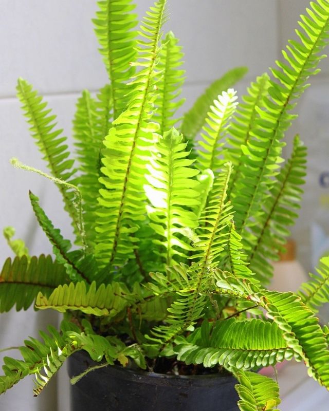 Boston Fern Houseplant