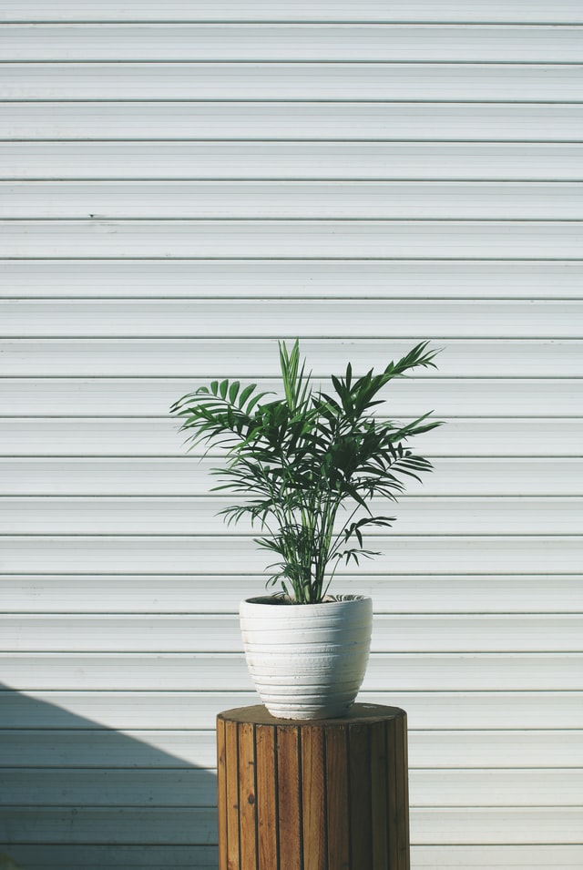 Parlour Palm easy low maintenance indoor plant for dark rooms