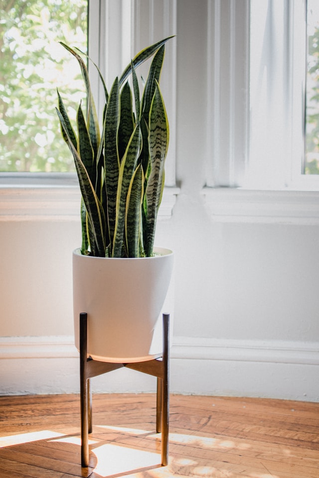 Snake plant Best Tall Houseplants For Low Light