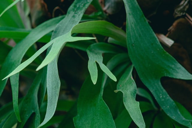 Staghorn fern low light indoor plants 