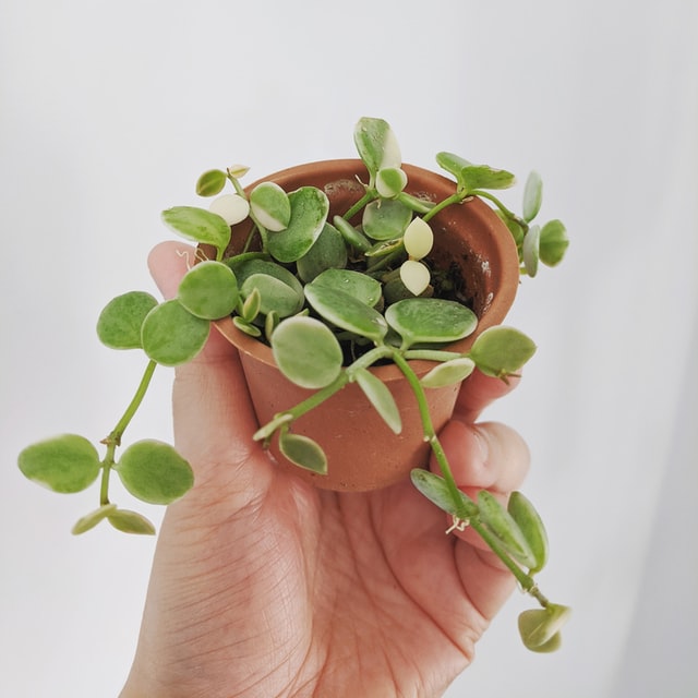 String Of Nickels Low Light Succulent Houseplant 