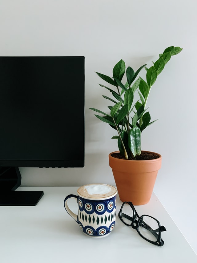 African ZZ plant low light houseplant