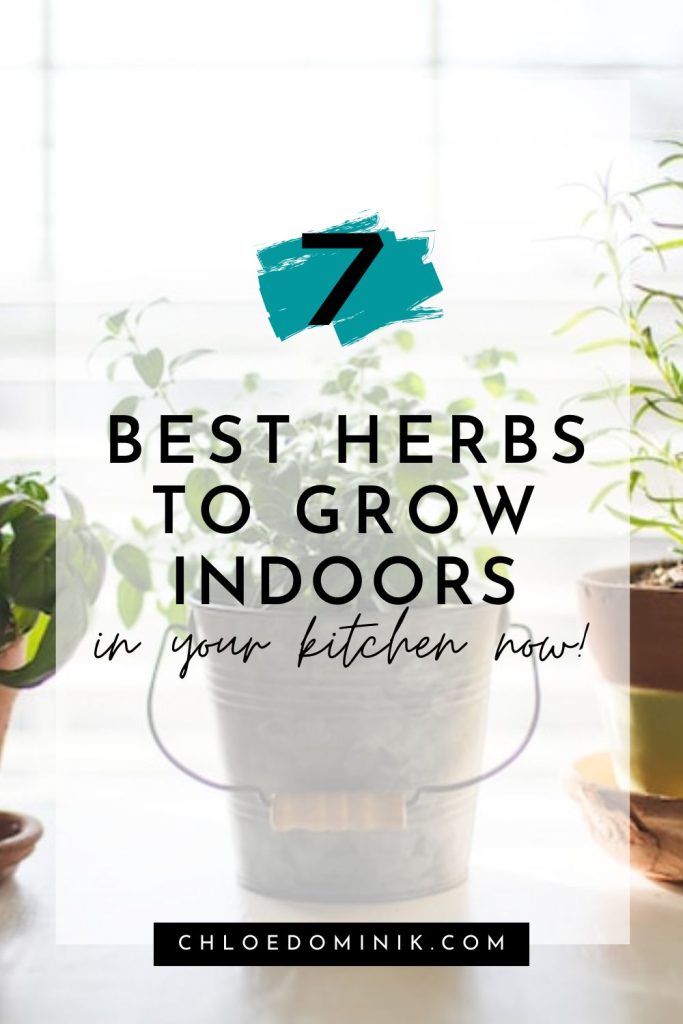Best Herbs To Grow Indoors In Your Kitchen Now! @chloedominik