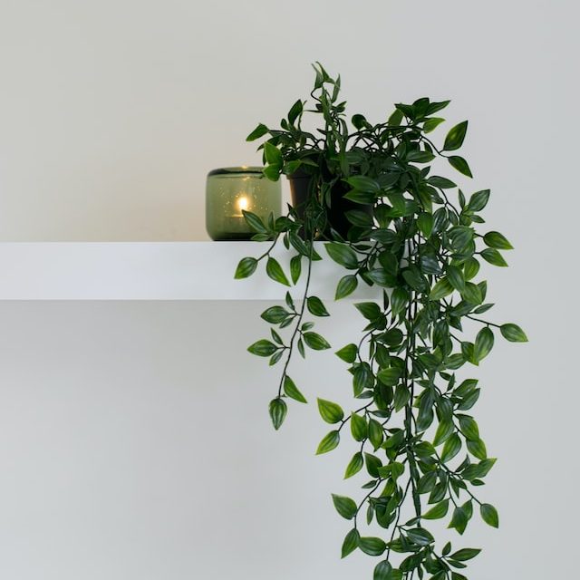 Waterfall Plant On Shelf